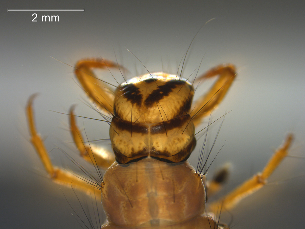 Agrypnia obsoleta